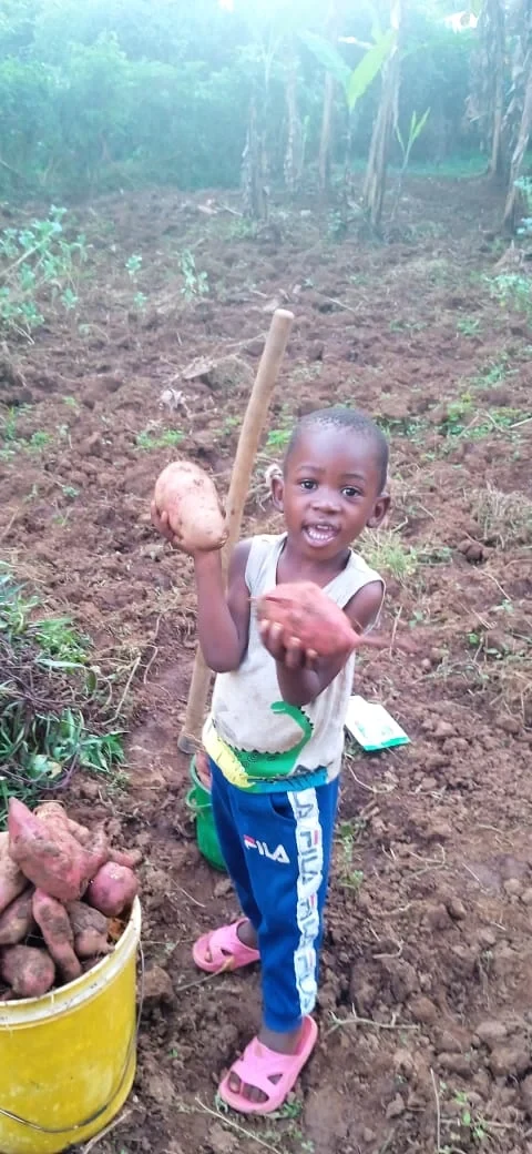 ALIMUS_Harvesting_CopyrightNicholasOkoyo.webp